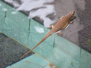 Des visiteurs inattendus.  Un lézard dans la piscine.