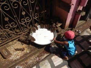 Rencontres insolites en Inde. le temple de Karni Mata (Rajasthan) et ses milliers de rats qui gambadent au milieu des pèlerins.