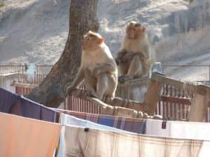 singes qui se balancent sur la corde entre le linge mis à sécher.