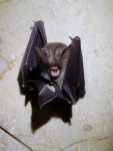 Des visiteurs inattendus.  Une chauve-souris trouvée sous le canapé.