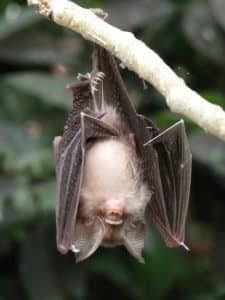 Des visiteurs inattendus. La chauve-souris retrouve son arbre.