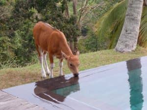 Des visiteurs inattendus. Un veau boit l'eau de la piscine.