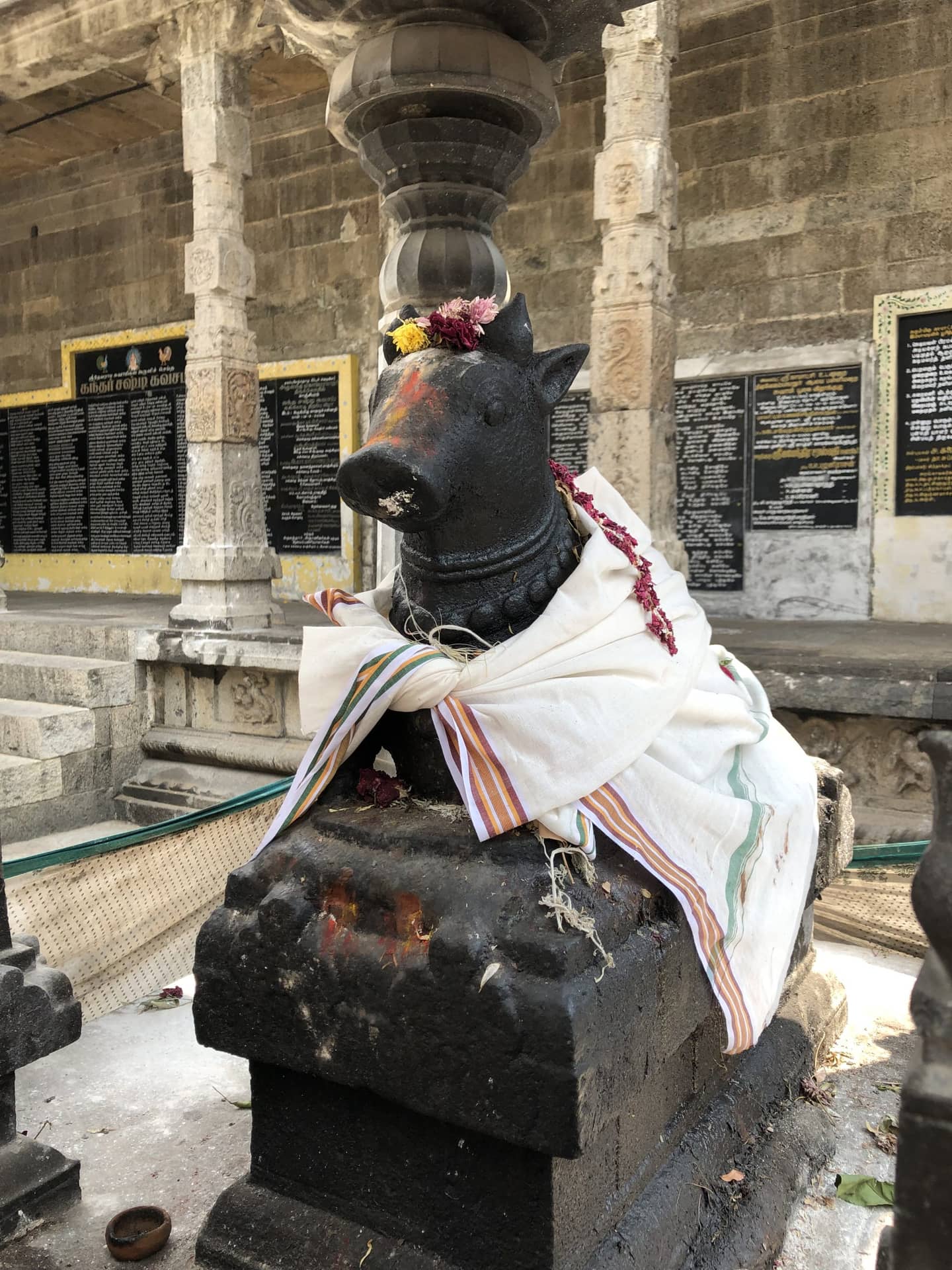 Lire la suite à propos de l’article INDE : LES VACHES SACRÉES