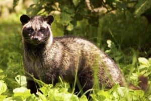 Civette des palmiers (Paradoxurus hermaphroditus)