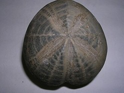 Lire la suite à propos de l’article L&rsquo;OURSIN FOSSILE DES DRUIDES